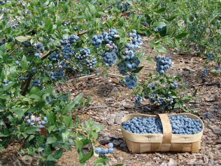 Сорт вишни тамарис