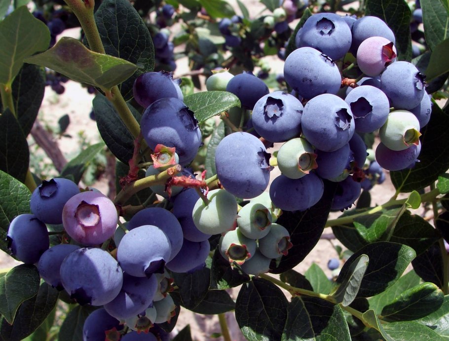 Карликовые деревья апельсин