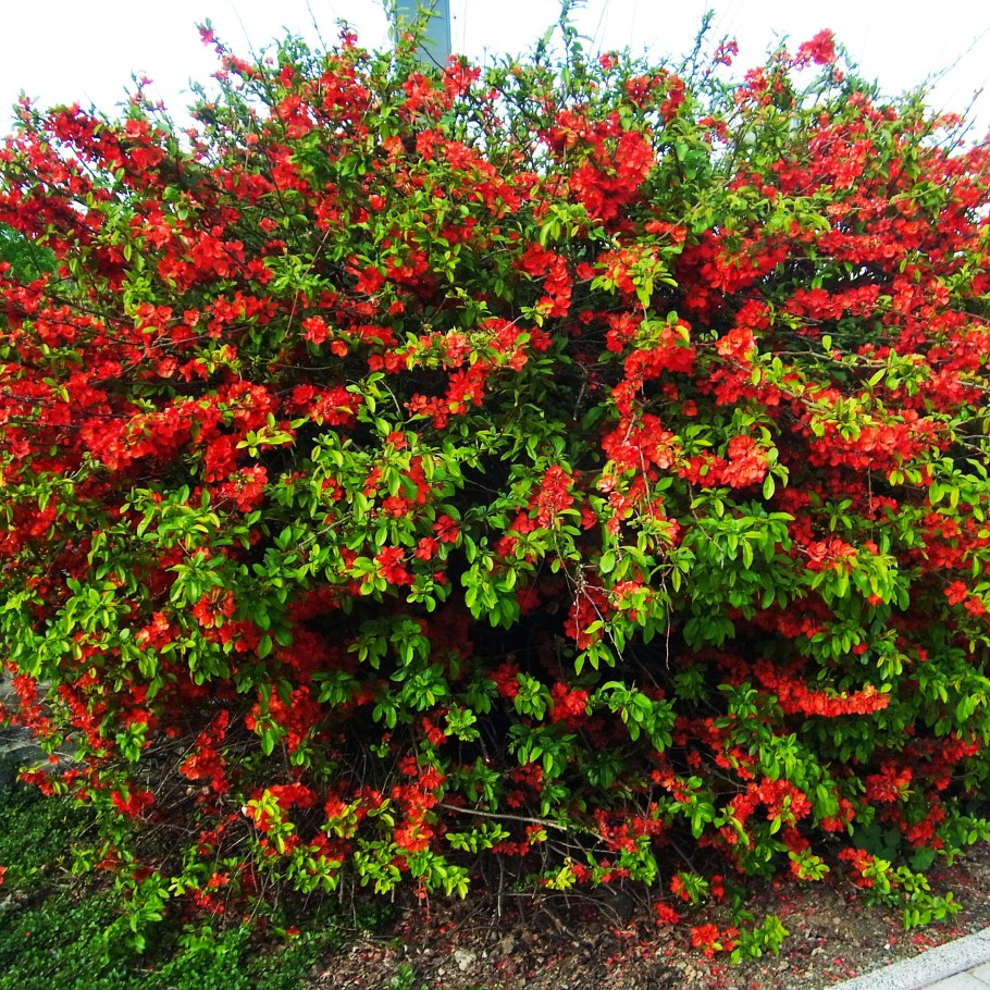 Вишня войлочная Алиса