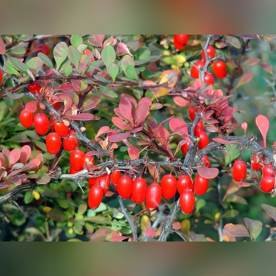 Рябина обыкновенная бурка