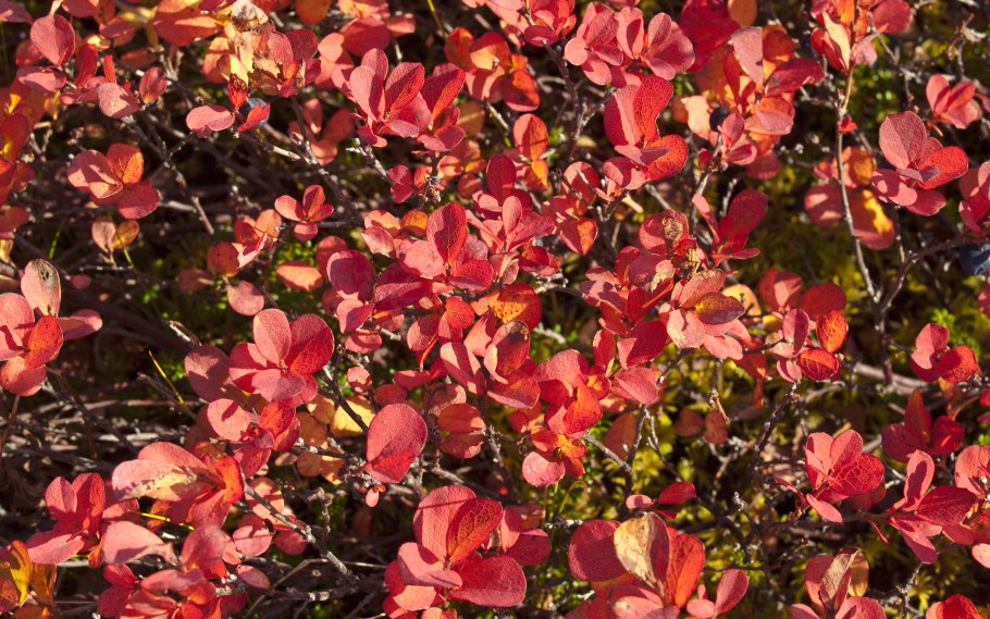 Вишня войлочная осенняя Вировская