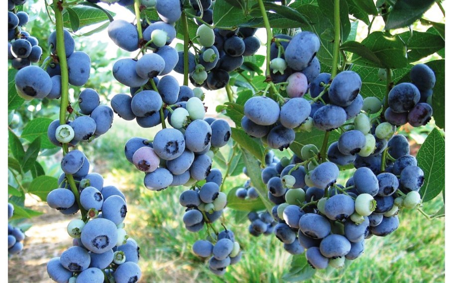 Голубика Садовая куст