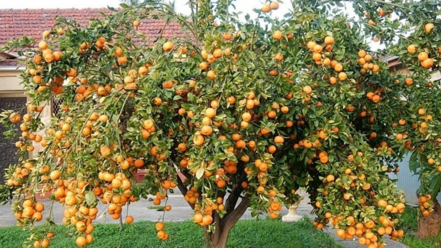 Карликовая яблоня Легаси