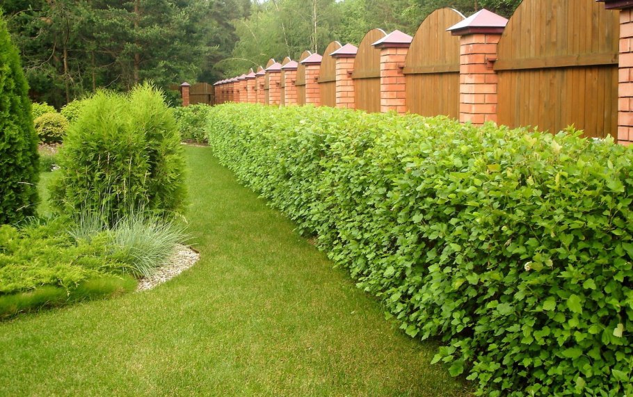 Каштан Розеа Нана