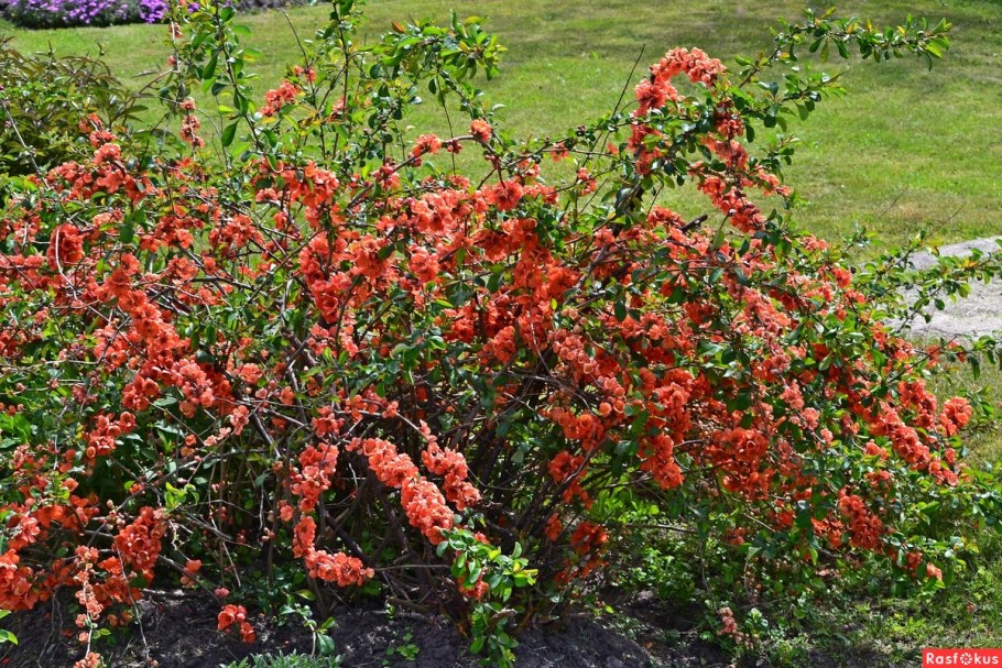 Голубика Vaccinium corymbosum "Elisabeth"