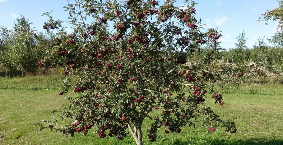 Брусника Садовая куст