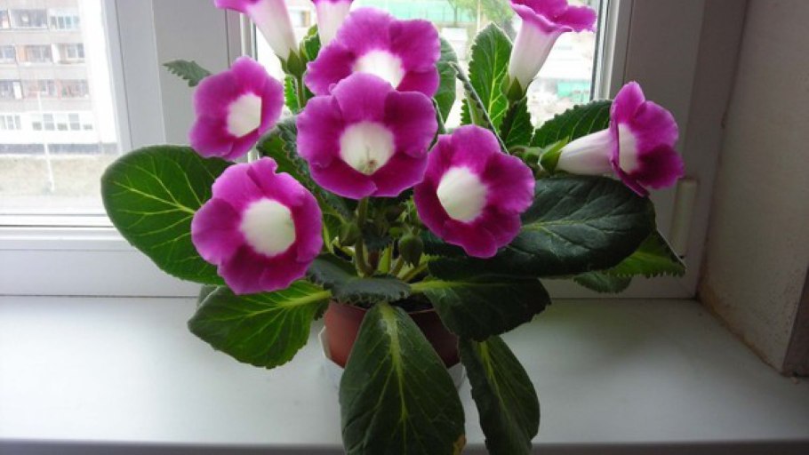 Комнатный цветок колокольчик глоксиния