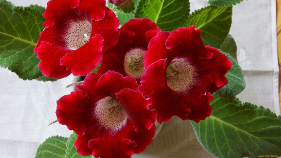 Цветок глоксиния