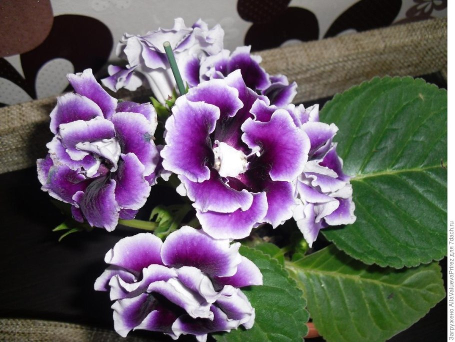 Глоксиния Виолацеа и Голливуд