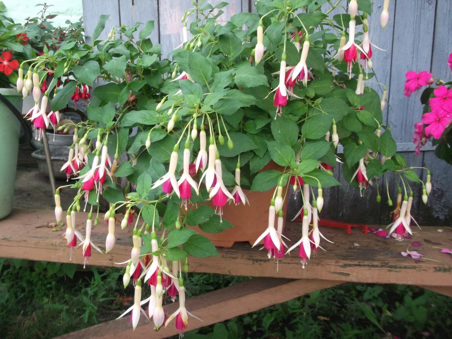 Глоксиния Тидея