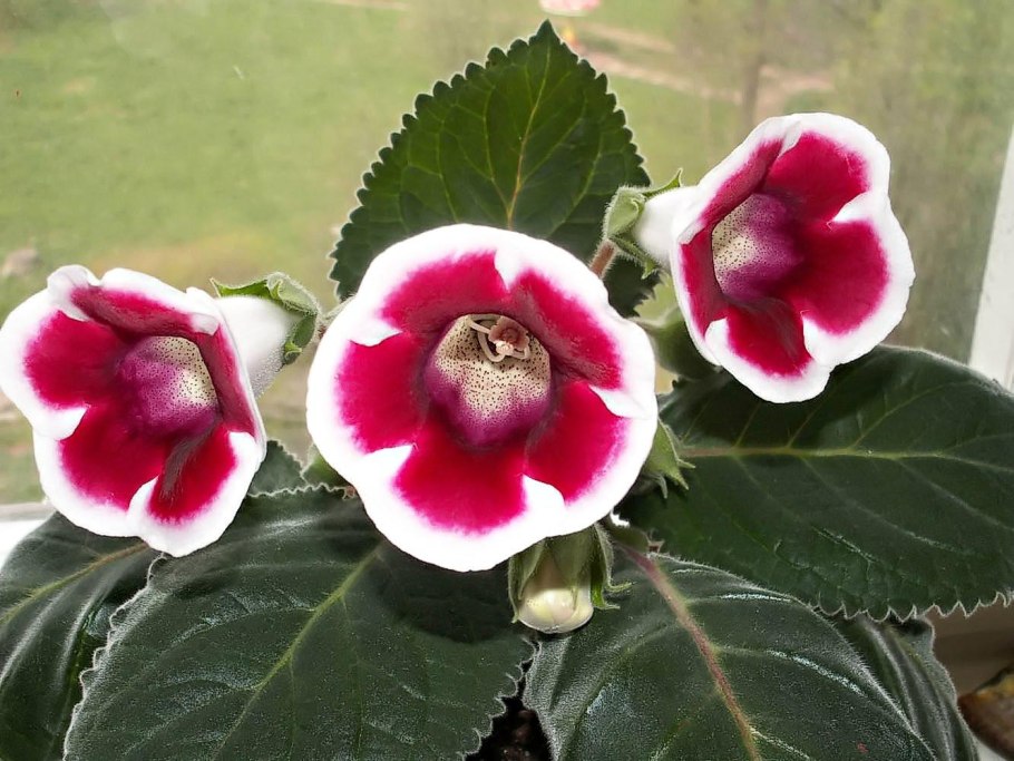 Глоксиния Королевская