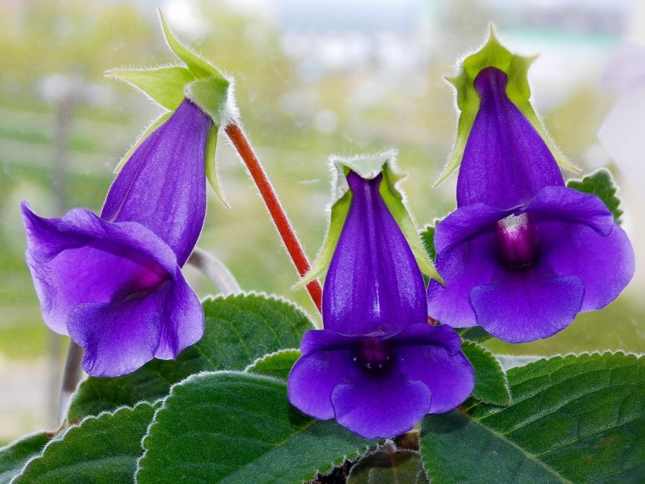 Глоксиния колокольчик