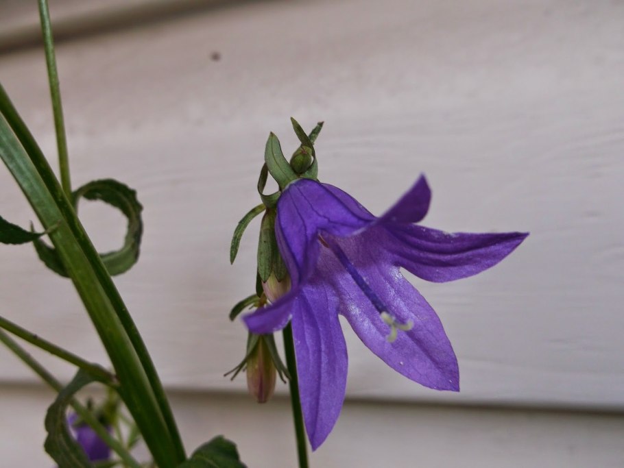 Колокольчик домашний цветок