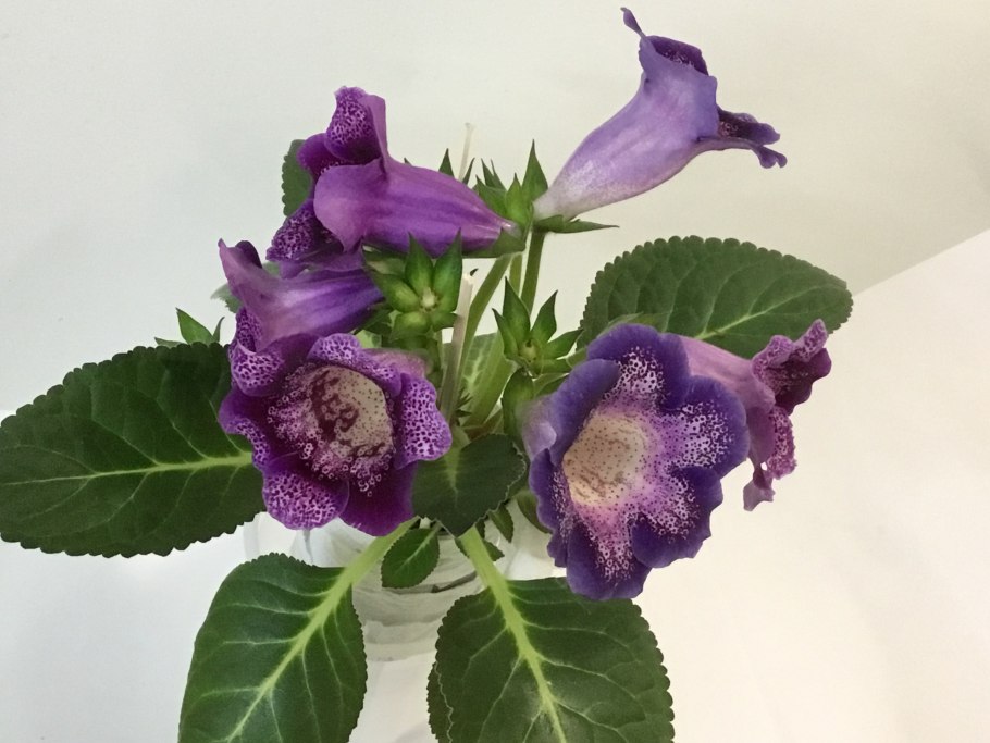 Глоксиния Тидея Калипсо