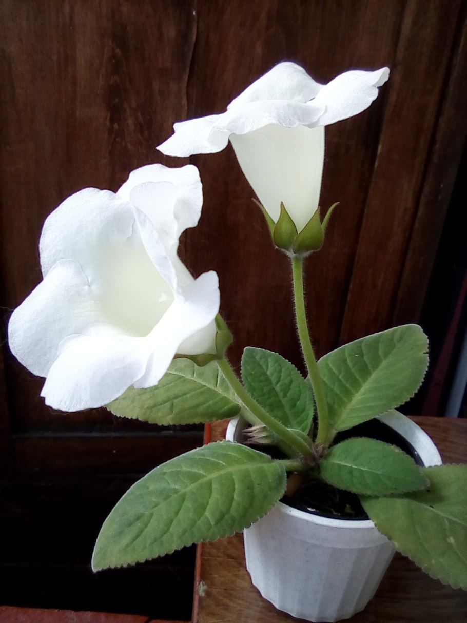 Кампанула Блауранка