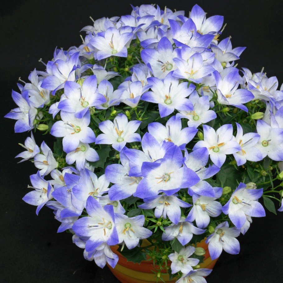 Кампанула микс