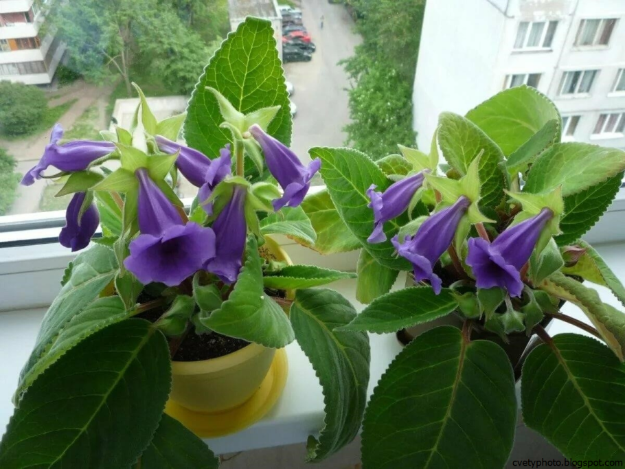 Тидея колокольчик