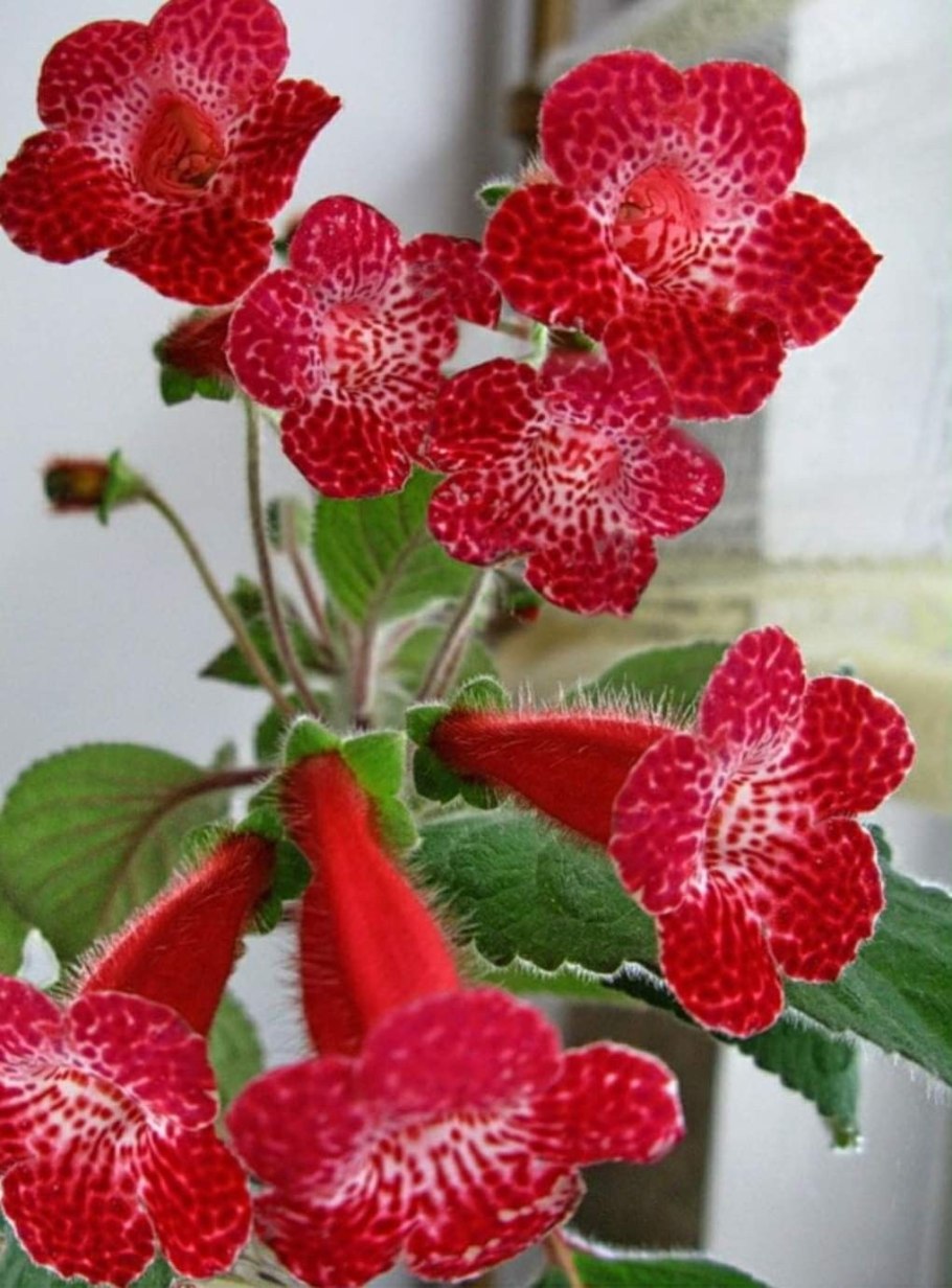 Smithiantha 'АВ-Октябрина