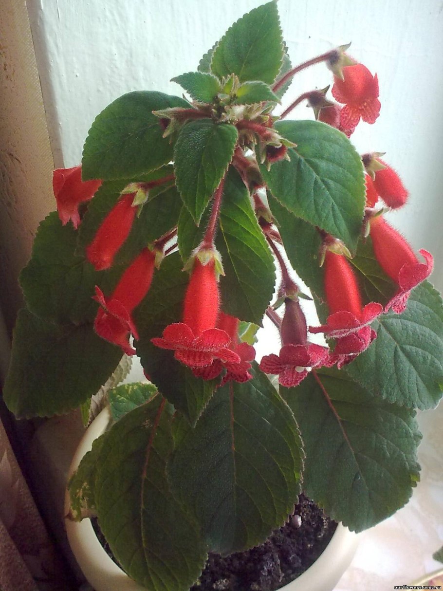 Колерия красная