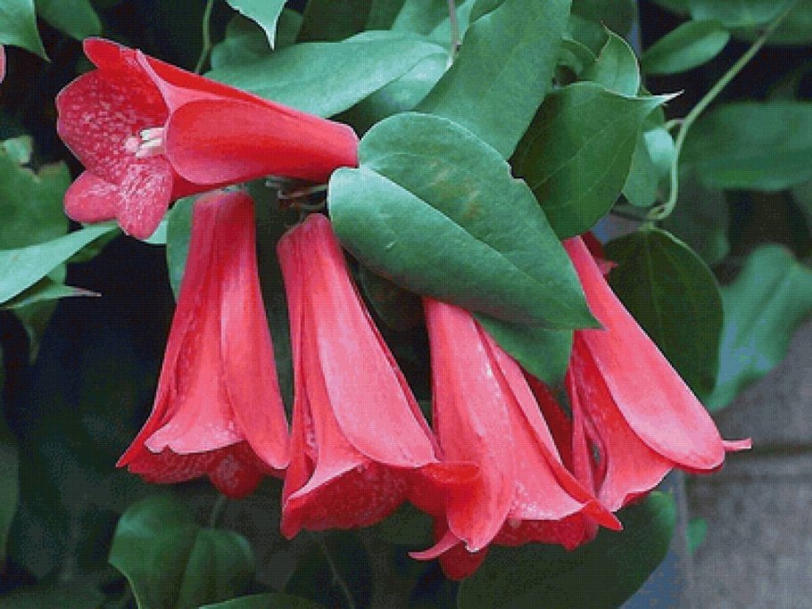 Фуксия Миллениум ампельная