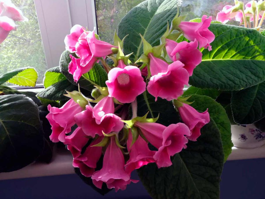 Кампанула Берлин биколор