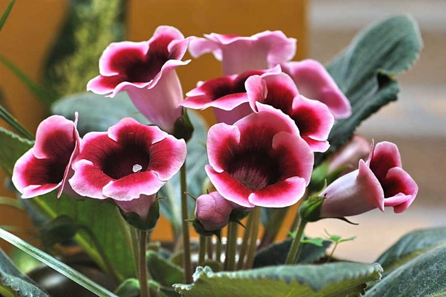 Глоксиния граммофон