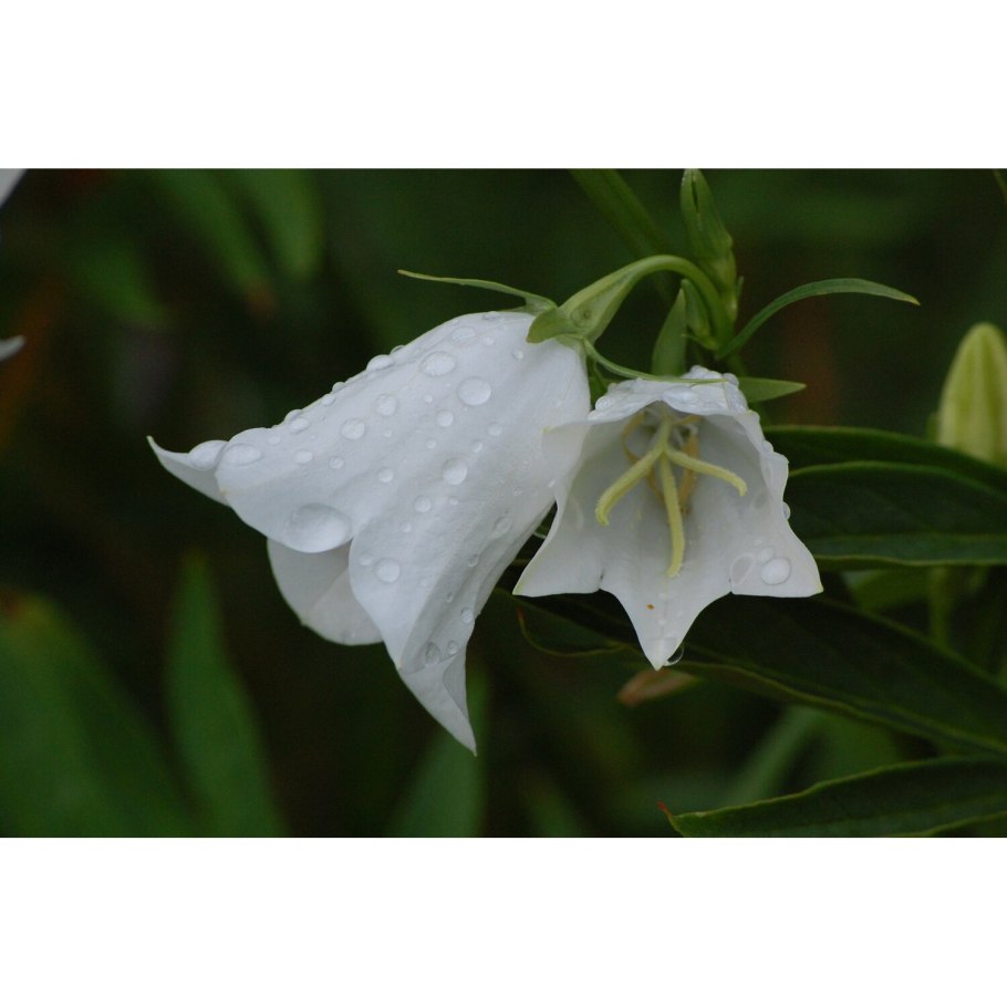 Колокольчик Альба лист