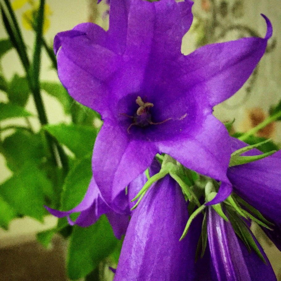 Колокольчик Кампанелла