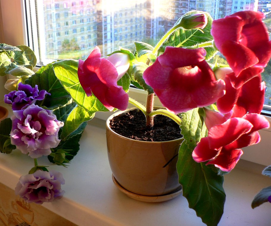 Колерия Peridot's Potlach