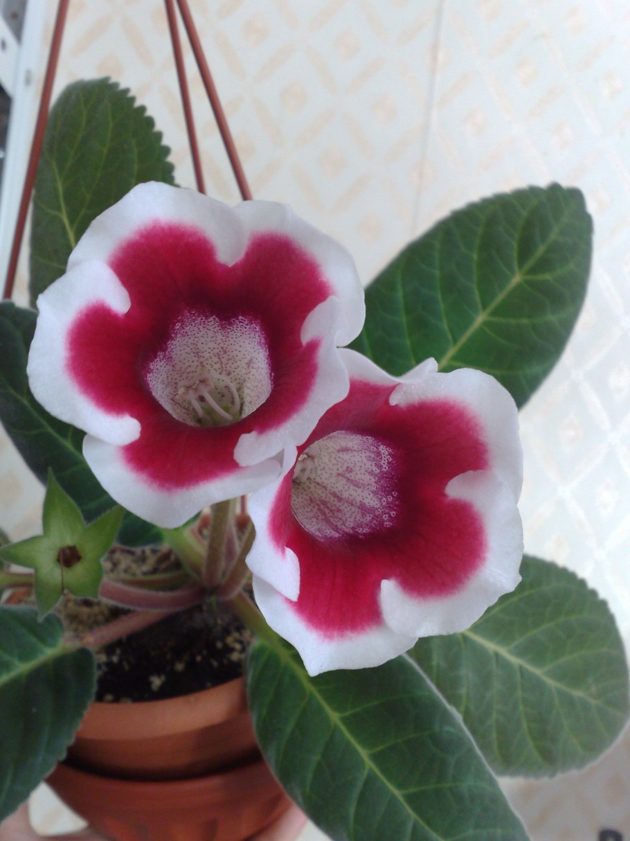 Домашний цветок глоксиния