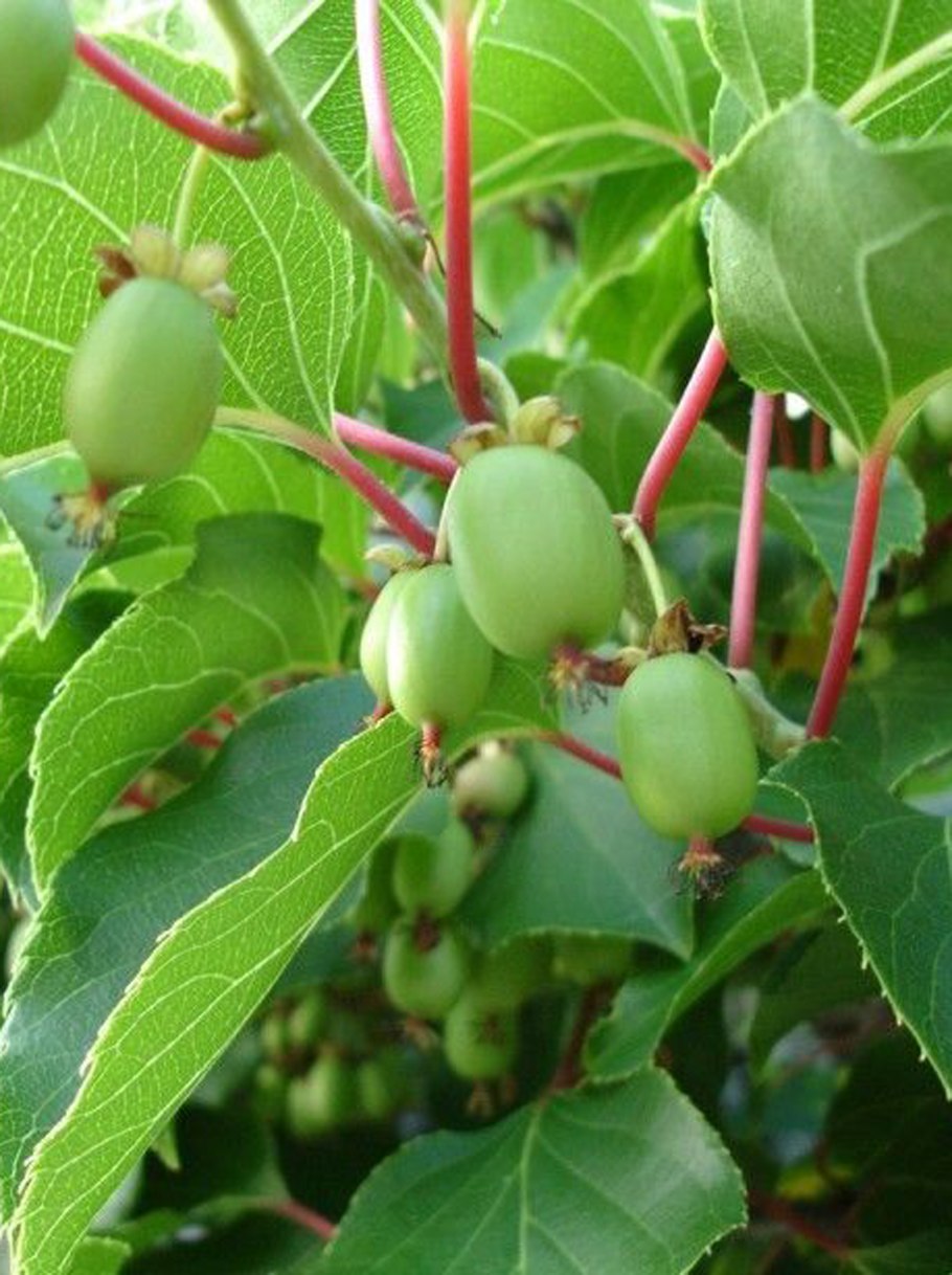 Лиана актинидия иссаи