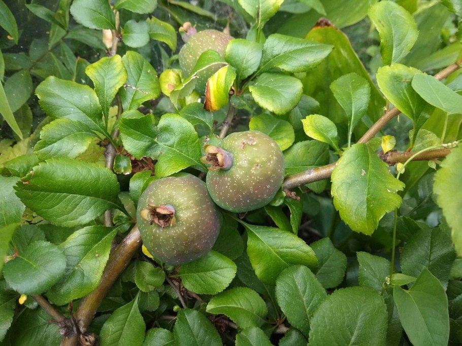 Айва зеленая