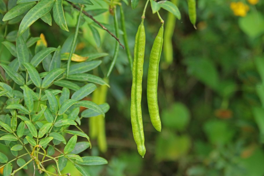 Акация пикульки