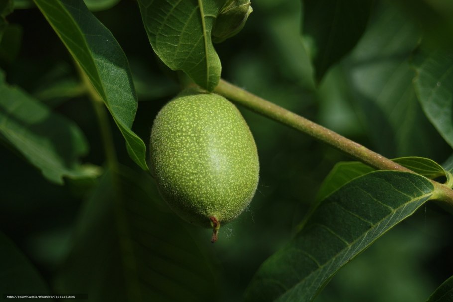 Дерево с зелеными плодами