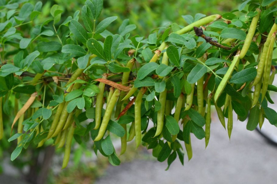 Карагана древовидная (Caragana arborescens)