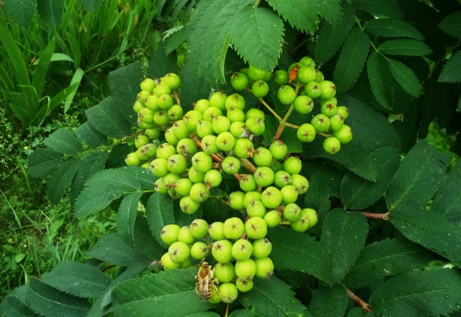 Калина обыкновенная Неспелая