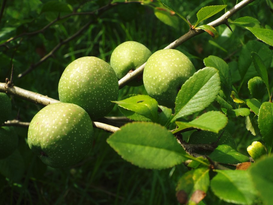 Айва японская зеленые плоды