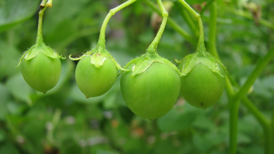 Плод картофеля