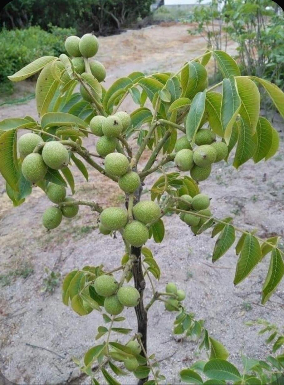Грецкий орех Juglans Regia l.
