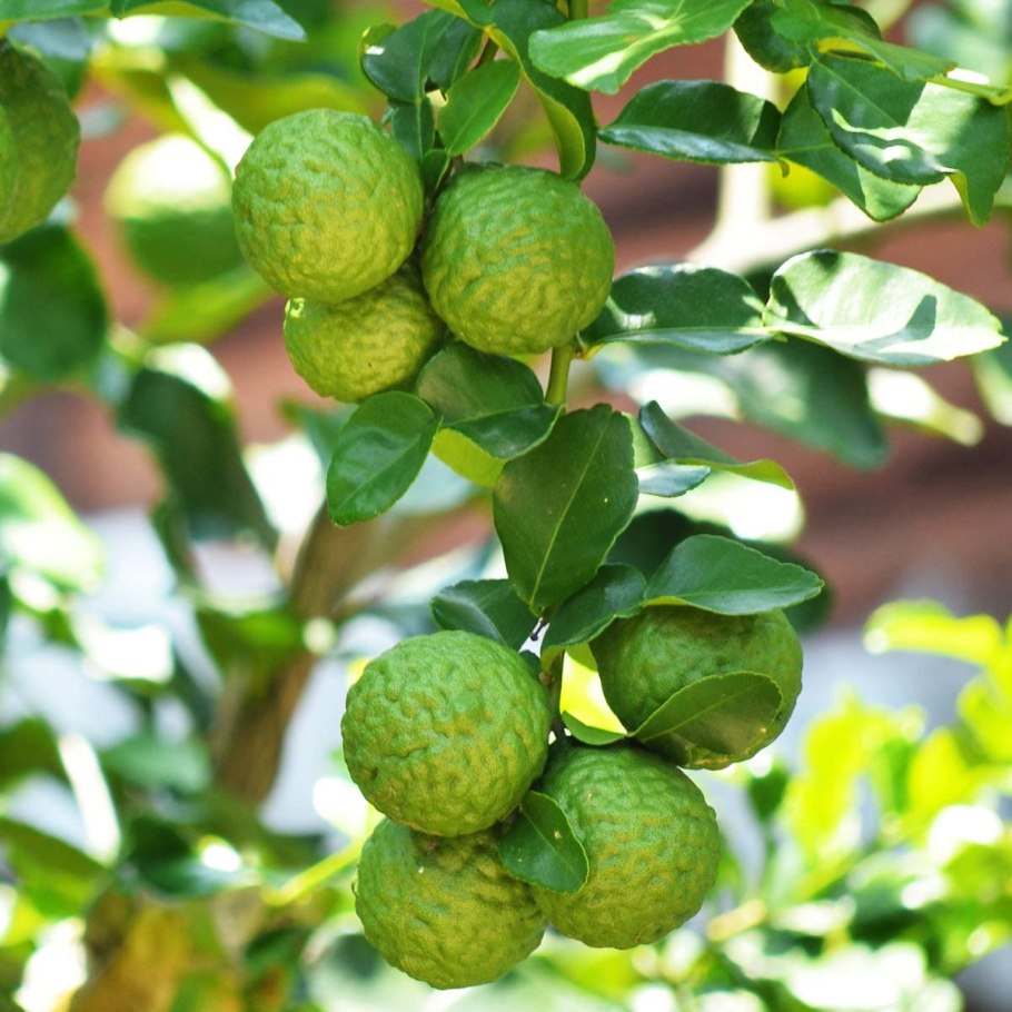 Бергамот бергамия