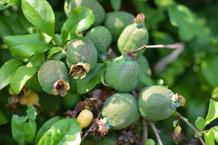 Аргус ягода