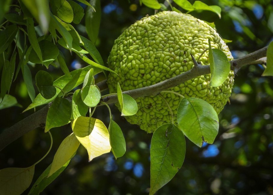 Маклюра адамово дерево