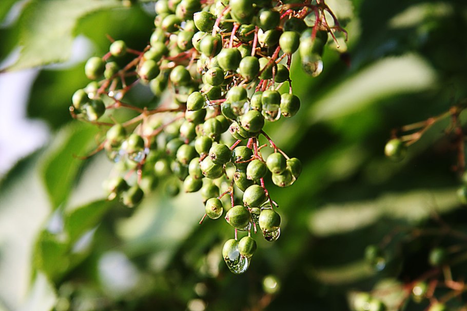 Бузина зеленая