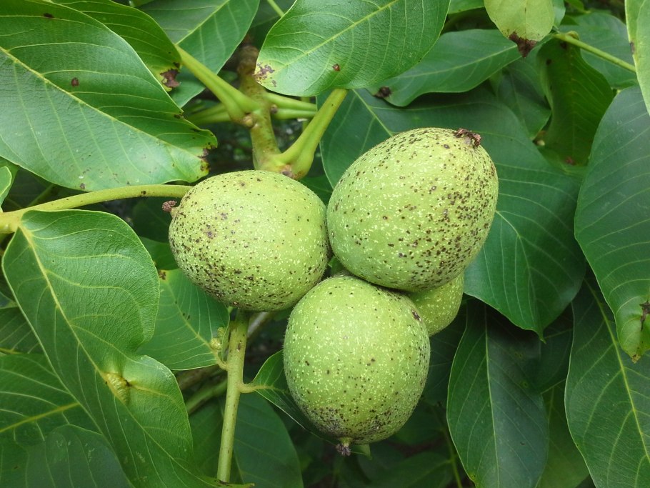Juglans Regia дерево