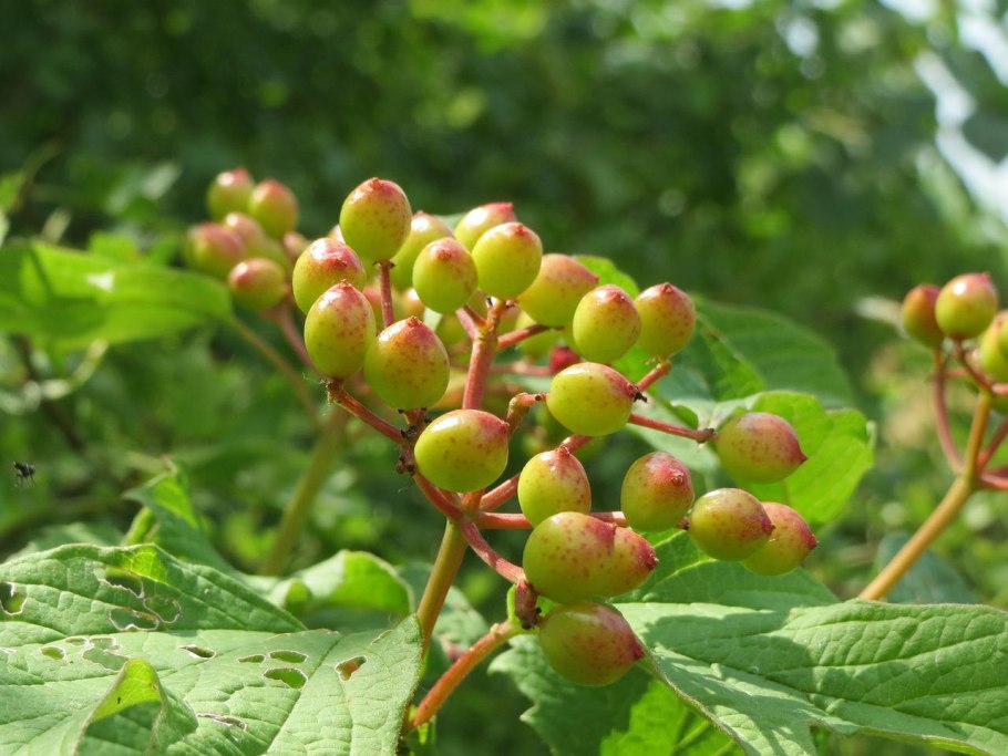 Калина обыкновенная Viburnum opulus