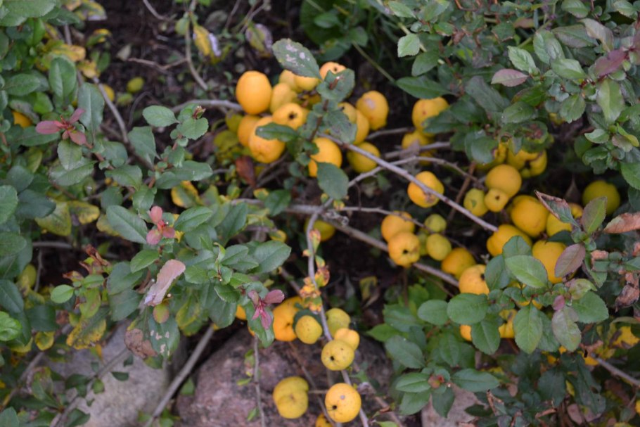 Лимонник Дикая айва