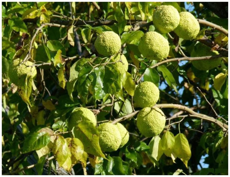 Дерево маклюра адамово яблоко