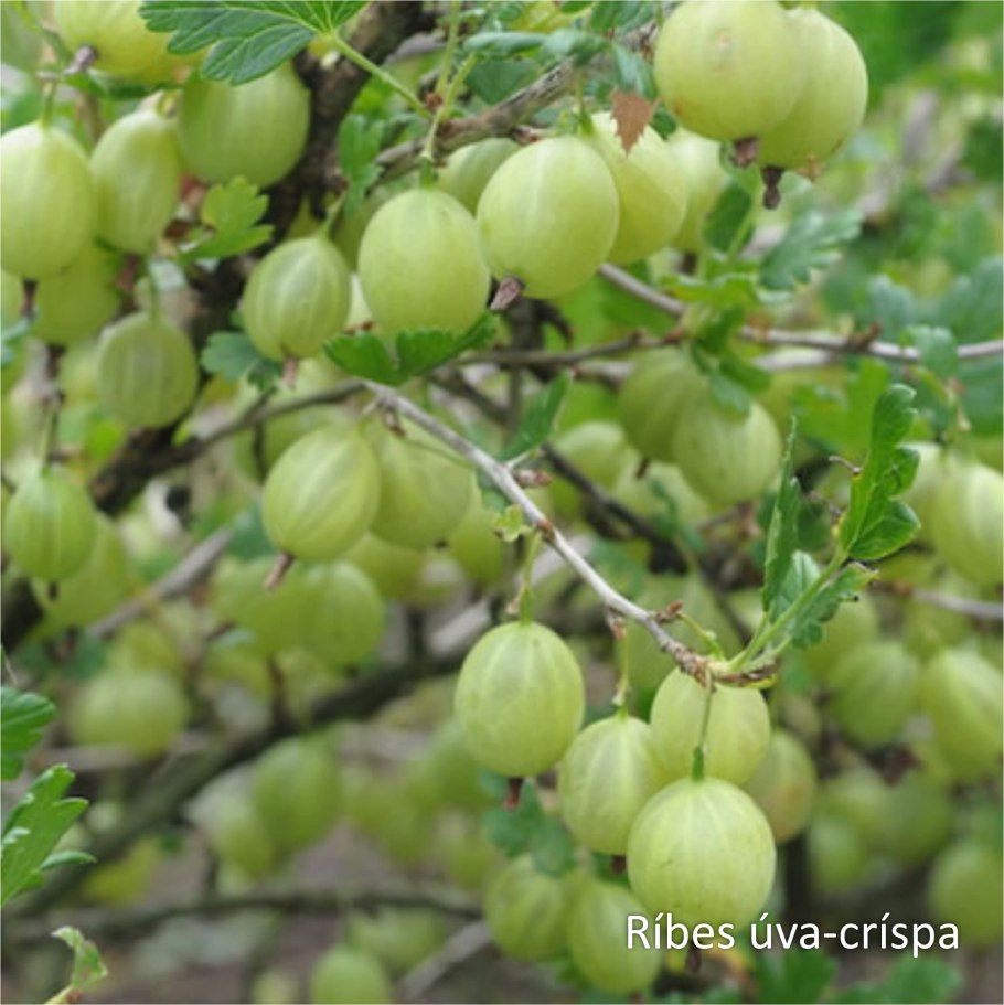 Крыжовник белорусский сахарный