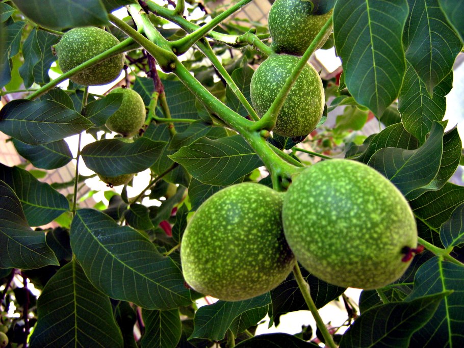 Грецкий орех Регия