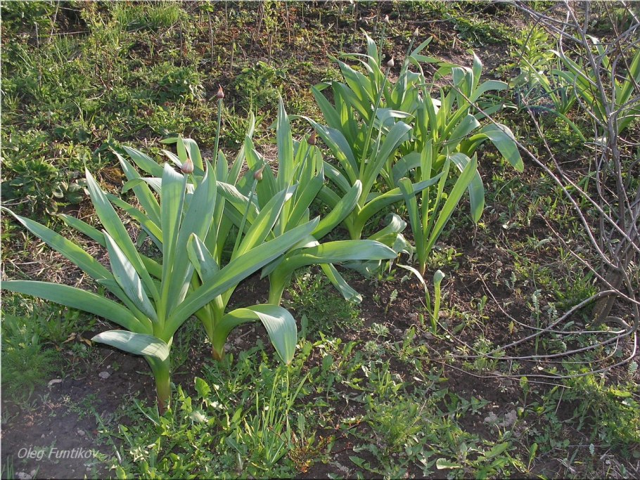 Лук-Анзур (горный лук)